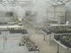 Greenhouse