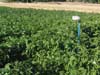 Sensor Web pod in a potato field