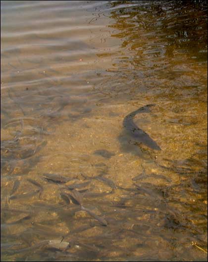 Fish in Aquatic Sensor Web area.