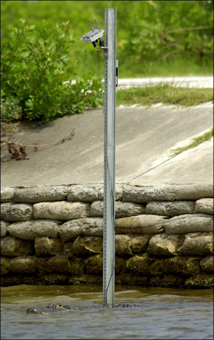 An alligator patrols the culvert.